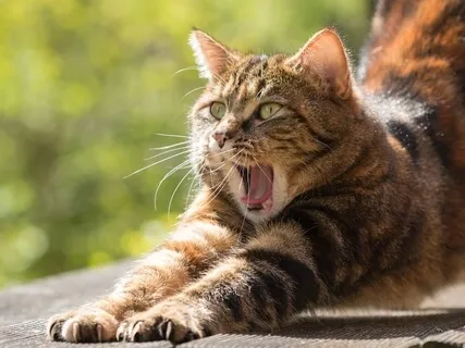 Now Yoga Is Explained In A Simple Way So You Finally Get It