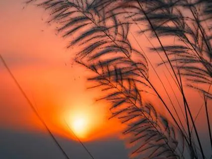 NSDR For Sleep (Yoga Nidra With Music)