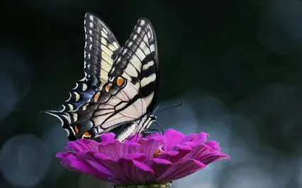 NSDR For Stress (Without Music)