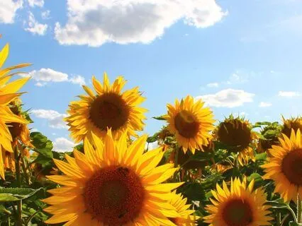 NSDR | Releasing Fear