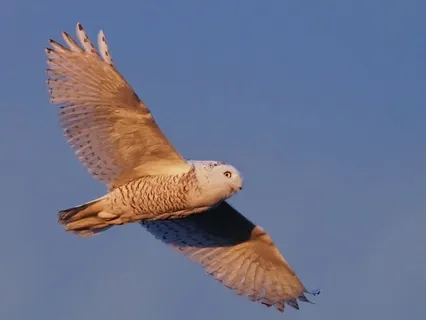 #2 - Meditation Phase Of Observing & Witnessing 