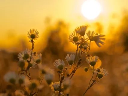 Twenty Minute Deep Relaxation Meditation