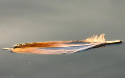 Nurturance Yoga Nidra