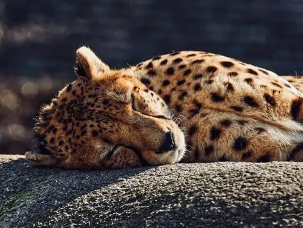 Nurture The Body's Healing Potential | Bedtime Somatics