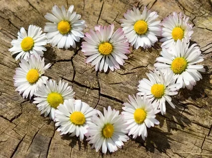 Nurture With Compassion