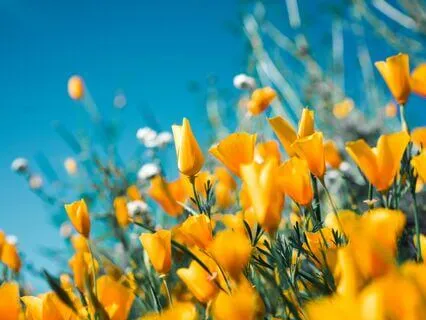 Nurture Your Creator's Garden