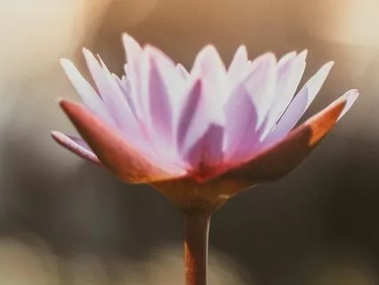 Nurturing And Satisfying The Sacral Chakra