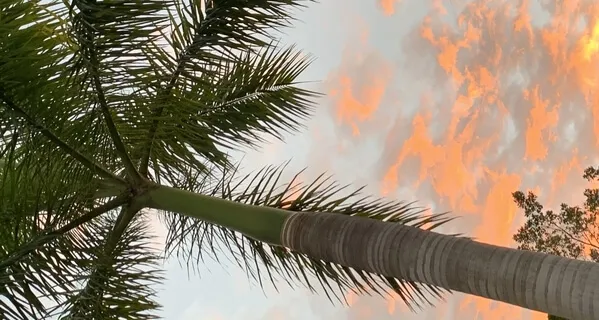 Nurturing Seeds Of Safety