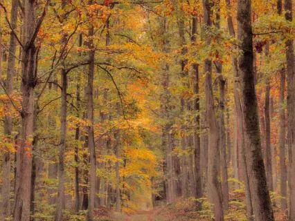 Nurturing Stillness: October 2026 Ascension Forecast
