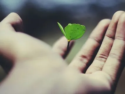 Nurturing The Four Seeds Of The Self