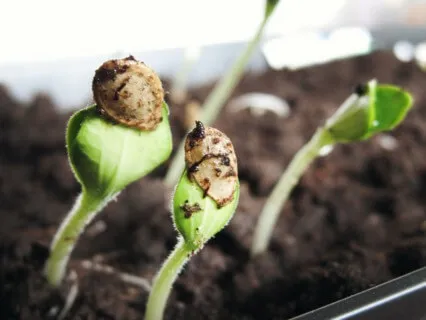 Nurturing The Seed Of Self - A Call To Action