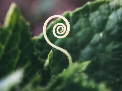 Nurturing The Seeds Of Your Intention