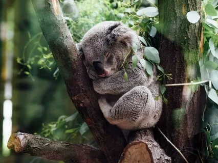 Nurturing Vibes | Relaxation | Sleep Meditation Piano 432 Hz