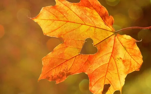 Nurturing Your Dreams And Hope As Medicine