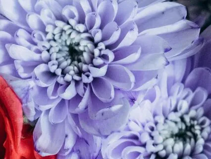 Nurturing Your Heart With Loving-Kindness