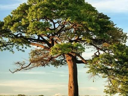 Nyasa Meditation: Placing Your Breath With Intention