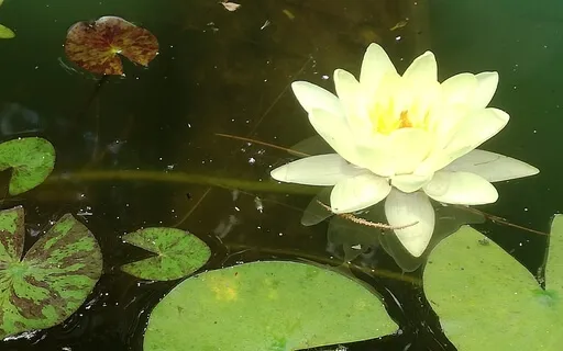  Nymphaea By Isabella Fiske Mc Farlin