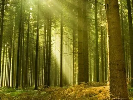 Nyra Bloomfield And The Enchanted Bakery (Part 1)