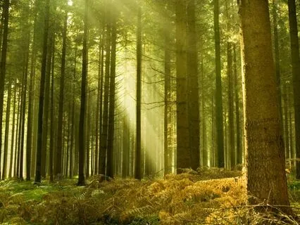 Nyra Bloomfield And The Enchanted Bakery (Part 4)