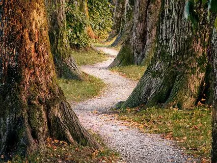 Oak Tree - Rooting And Grounding