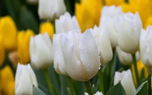 Oasis | Good Morning Music | Boost Your Positive Energy