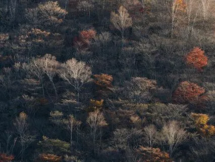 Oasis Of Calm Music - Relief Anxiety