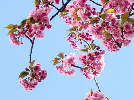 Objectless State Of Meditation-Asamprajnat Samadhi