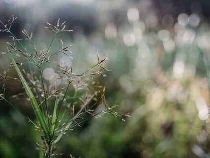 Observe The Passing Phenomena Of Life