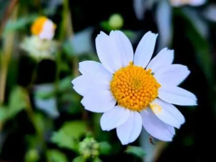 Observing — A Meditation For Calm Awareness