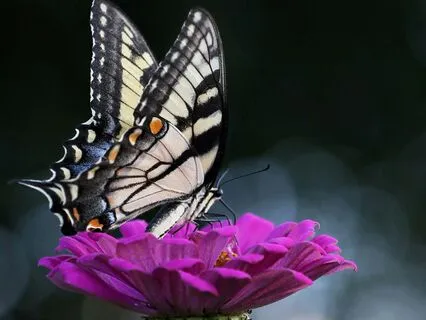 Observing And Surrendering Meditation