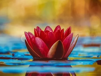 Observing Attraction And Aversion