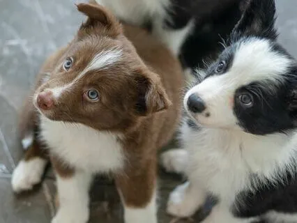 Observing My Attention