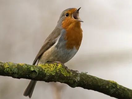 Observing Our Thoughts Like Sounds