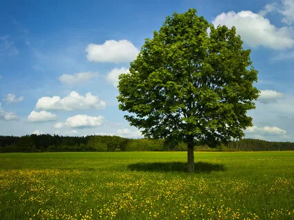 Observing The Breath