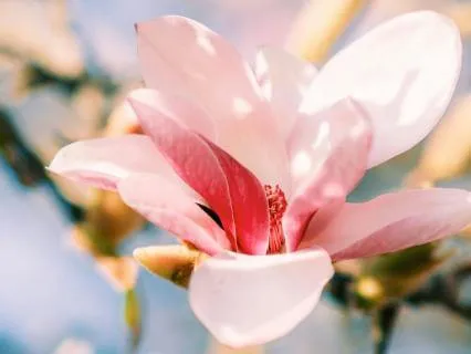 Observing Thoughts, Finding Peace