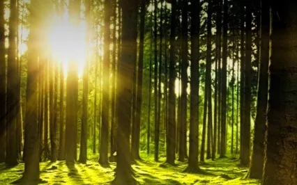 Observing Your Breath - Calming Meditation