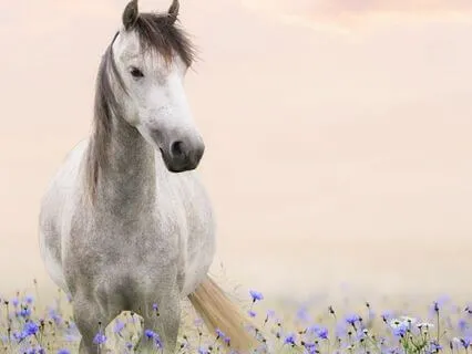 Observing Your Thoughts