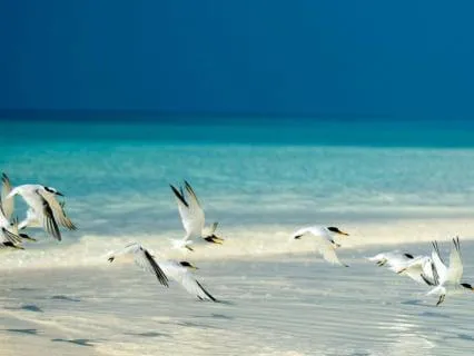 Ocean Birds & Gentle Waves — Deep Relaxation • 10 Hours