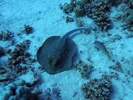 Ocean Calm: Manta Ray Underwater Music For Letting Go