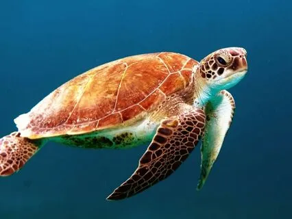 Ocean Drum & Jupiter