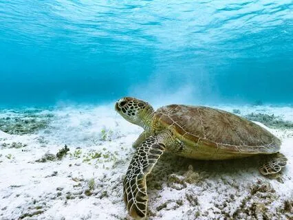 Ocean Meditation: Finding Refuge In The Depth Within