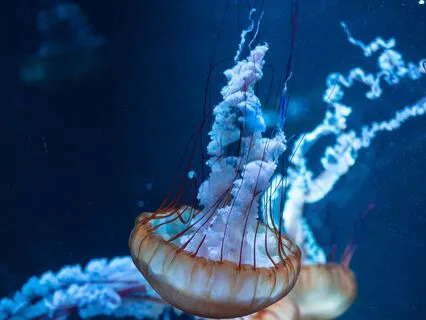 Ocean Music, Haling Song For Your Divine Feminine Energy