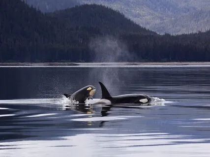 Ocean Mysteries