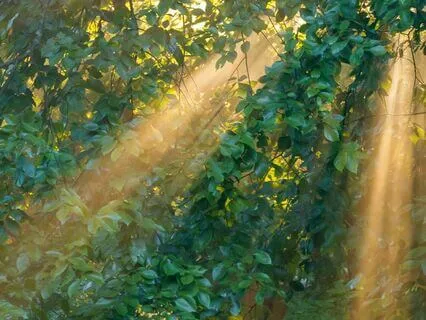 Ocean Of Divine Light – The Art Of Alchemy