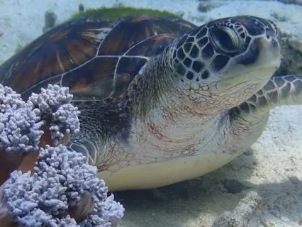 Ocean Rest Retreat: Deep Relaxation & Inner Peace