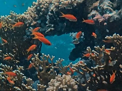 Ocean Seahorse Currents  