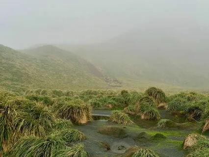 Relax With Sub-Antarctic Birds On Macquarie Island