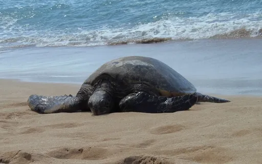 Ocean Spirit Animal Messages & Healing