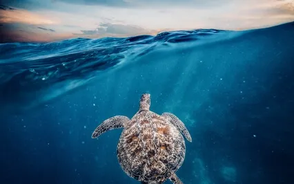 Ocean Spirits & Starlight Shores ~ (Ocean Dream Version)