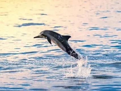 Ocean Visualization Meditation